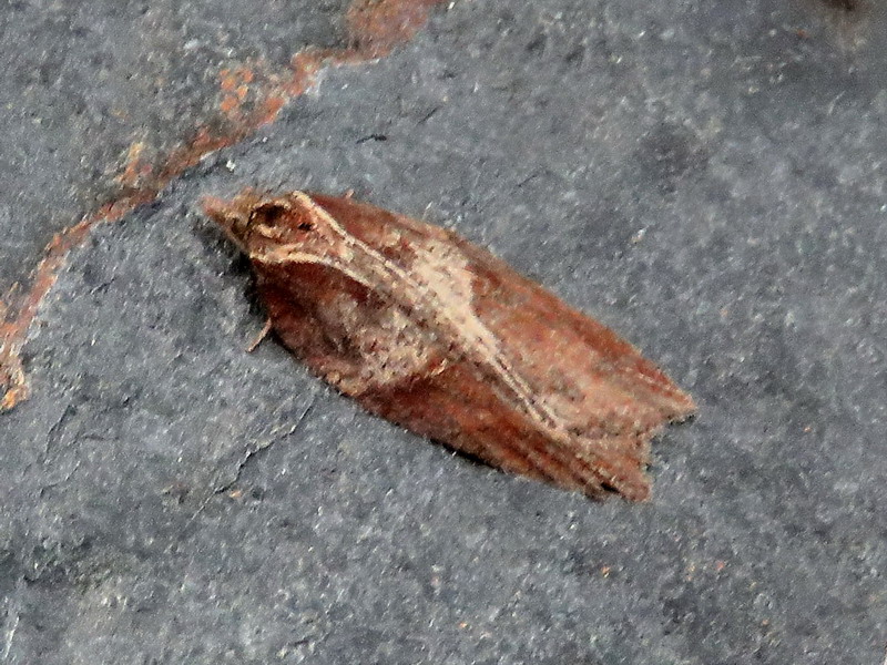 Tortricidae da id.: Acleris hastiana (cfr)